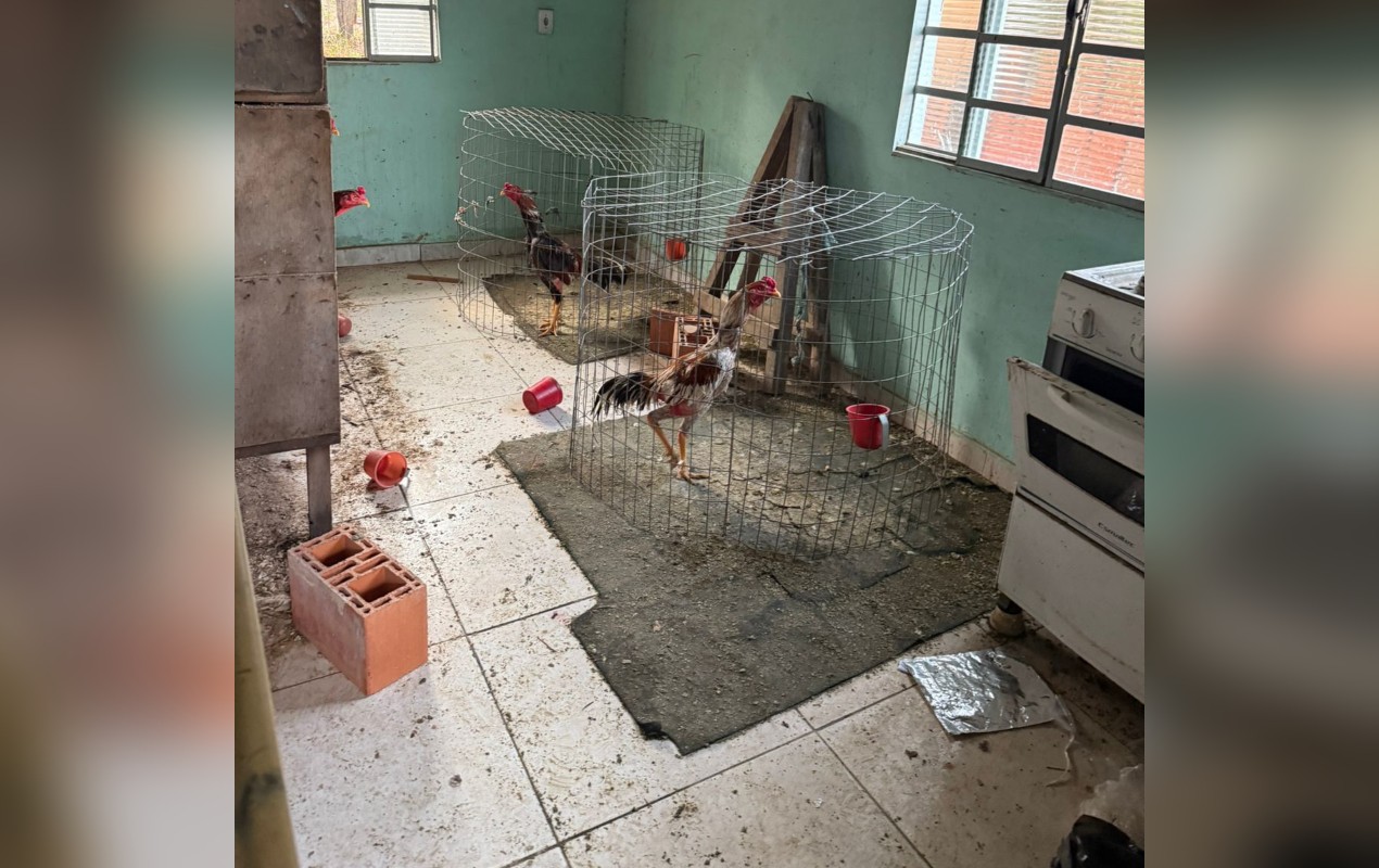 Guarda Municipal resgata doze galos usados para rinha em Itupeva (SP) — Foto: Guarda Municipal