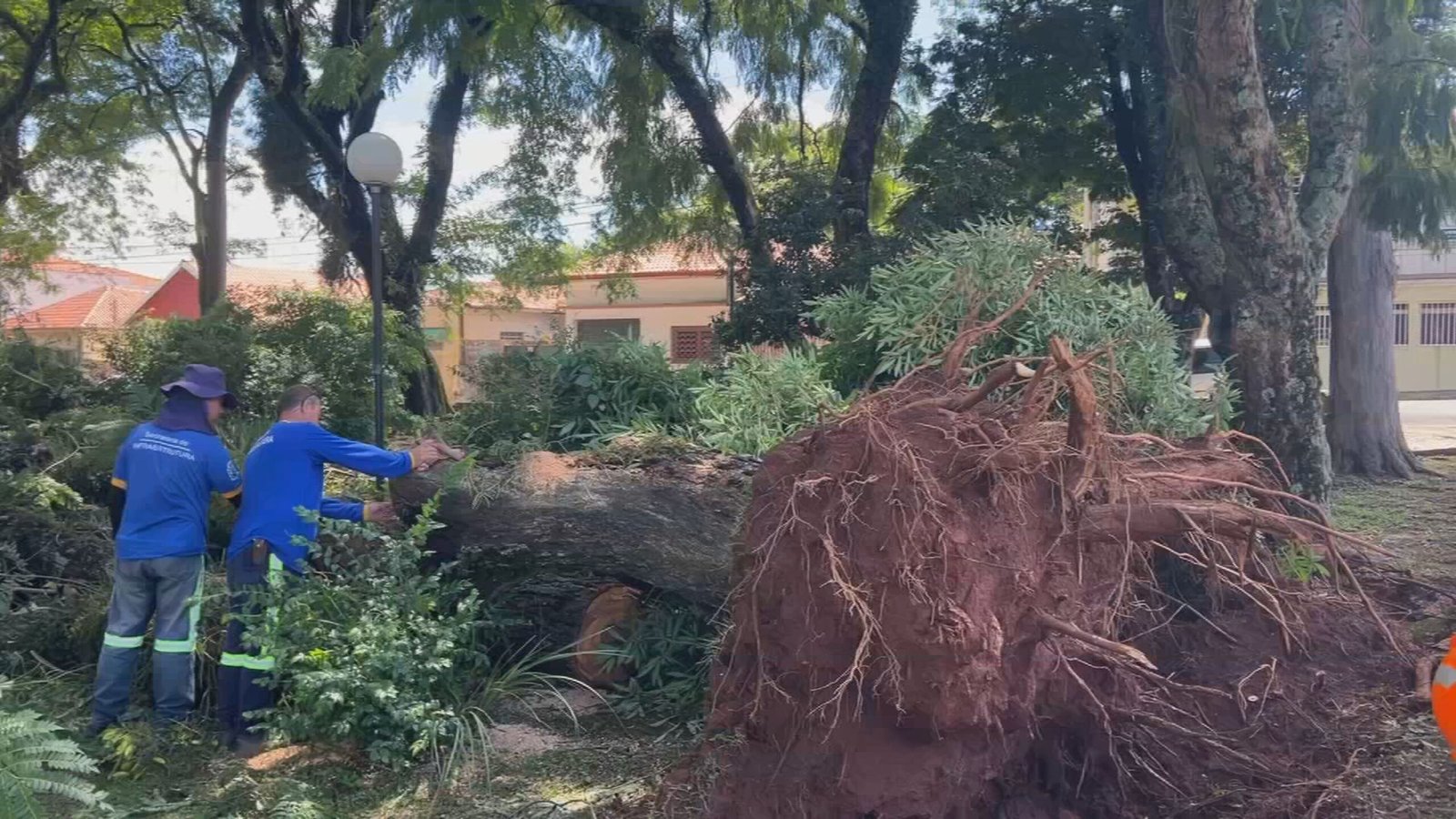 Árvore que caiu em janeiro de 2025 em Botucatu (SP) — Foto: TV TEM/Reprodução
